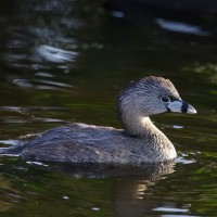 Pied-billed Grebe